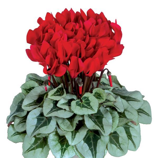 Metalis® Red Cyclamen - Bloom