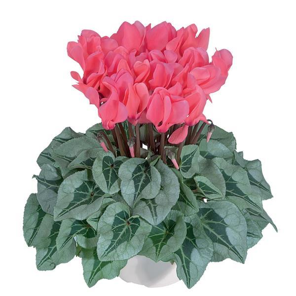 Metalis® Salmon Cyclamen - Bloom