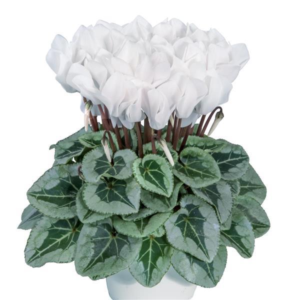 Metalis® White Cyclamen - Bloom