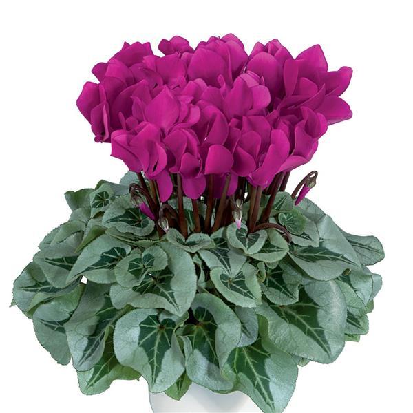 Metalis® Bright Purple Cyclamen - Bloom