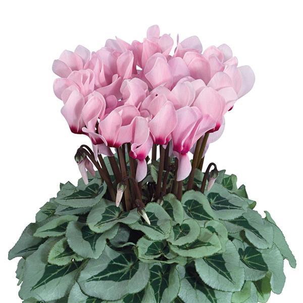 Metalis® Light Pink with Eye Cyclamen - Bloom