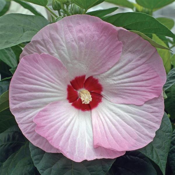 Hibiscus Luna™ Pink Swirl - Bloom
