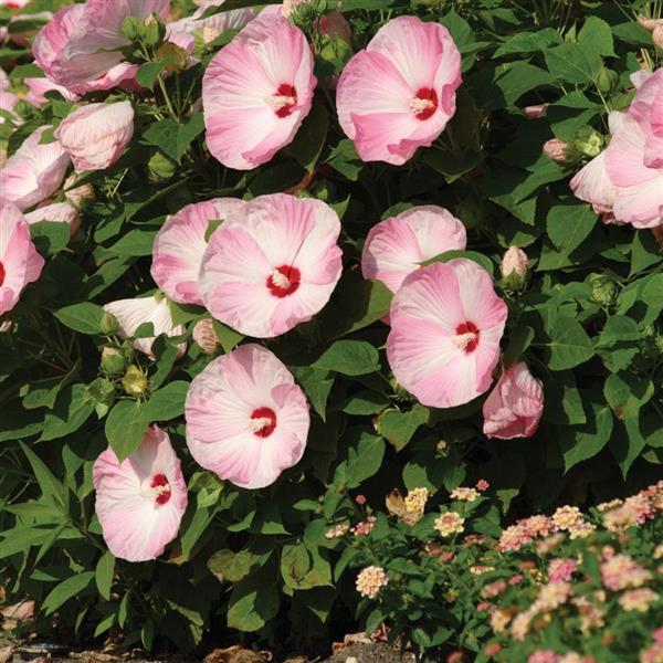 Hibiscus Luna™ Pink Swirl - Landscape