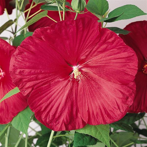 Hibiscus Luna™ Red - Bloom