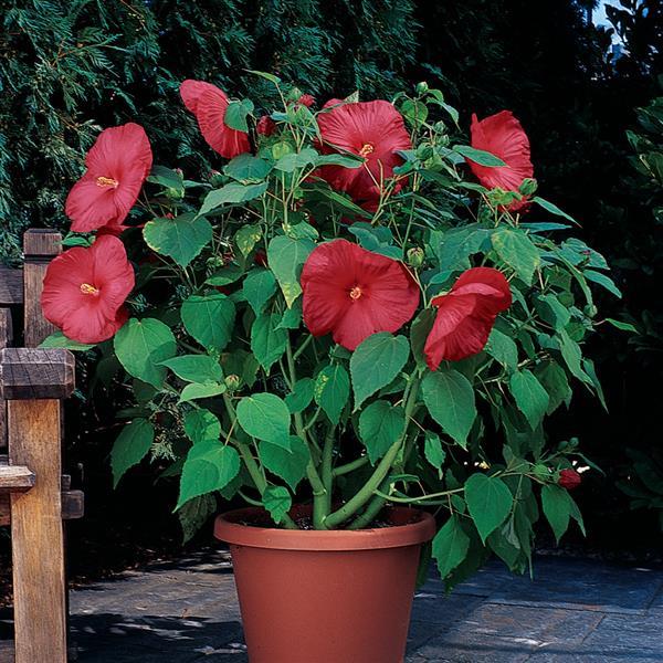 Hibiscus Luna™ Red - Container