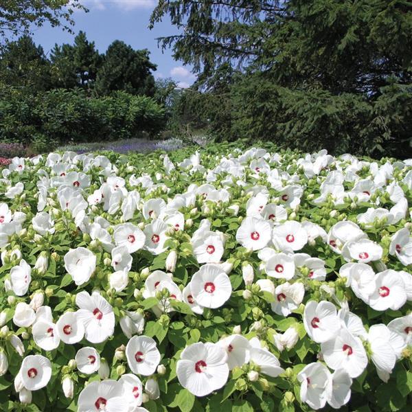 Hibiscus Luna™ White - Commercial Landscape 1