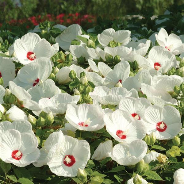 Hibiscus Luna™ White - Landscape