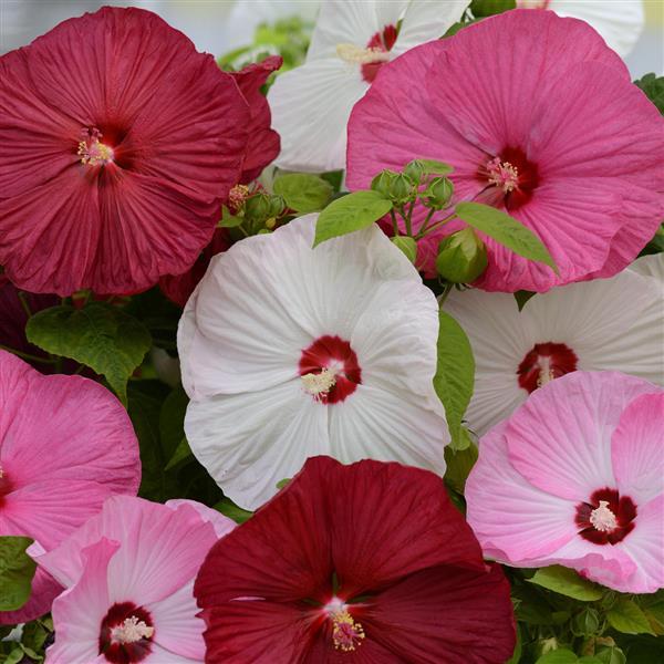 Hibiscus Luna™ Mixture - Bloom