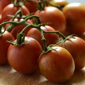 Bumble Bee Pink Tomato - Bloom