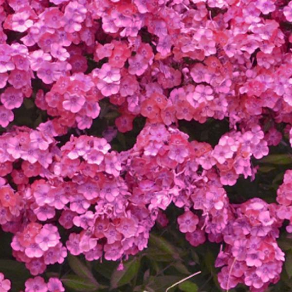Phlox Garden Girls™ Glamour Girl - Bloom