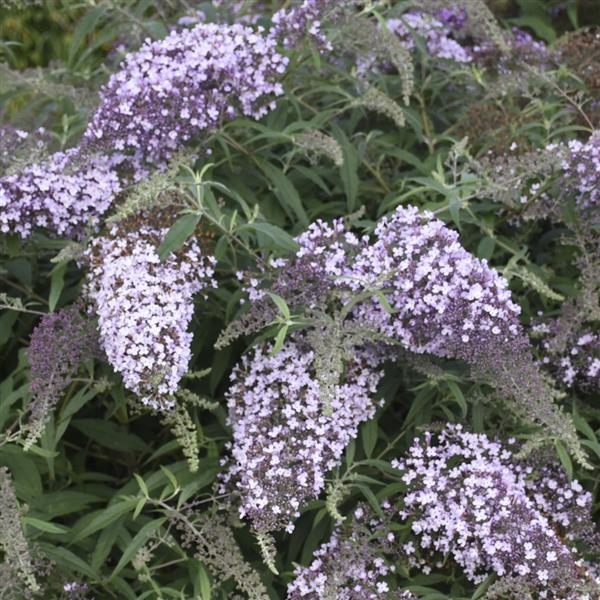 Buddleia davidii Lilac Cascade - Bloom