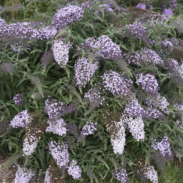 Buddleia davidii Lilac Cascade - Container