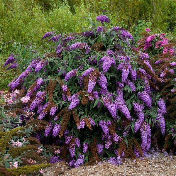 Buddleia Violet Cascade - Landscape
