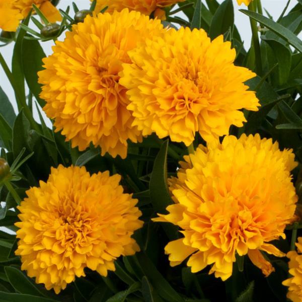 Coreopsis Solanna Golden Sphere