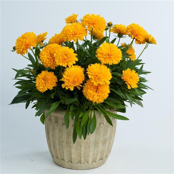 Coreopsis Solanna Golden Sphere
