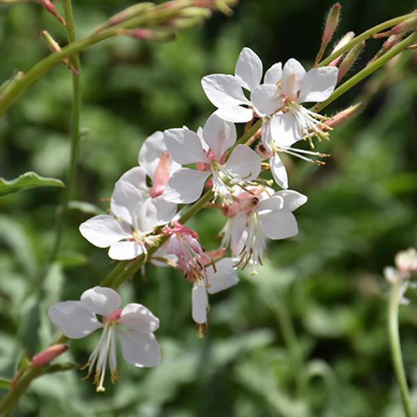 Gaura lindheimeri Whirling Butterflies - Bloom