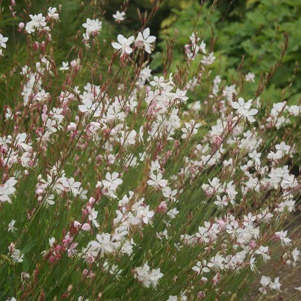 Gaura lindheimeri Whirling Butterflies - Landscape