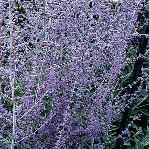 Perovskia atriplicifolia  - Bloom