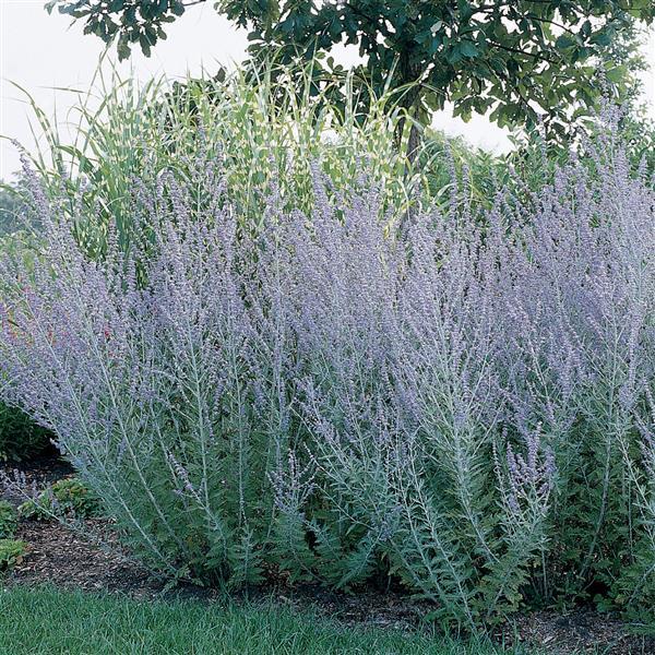 Perovskia atriplicifolia  - Landscape