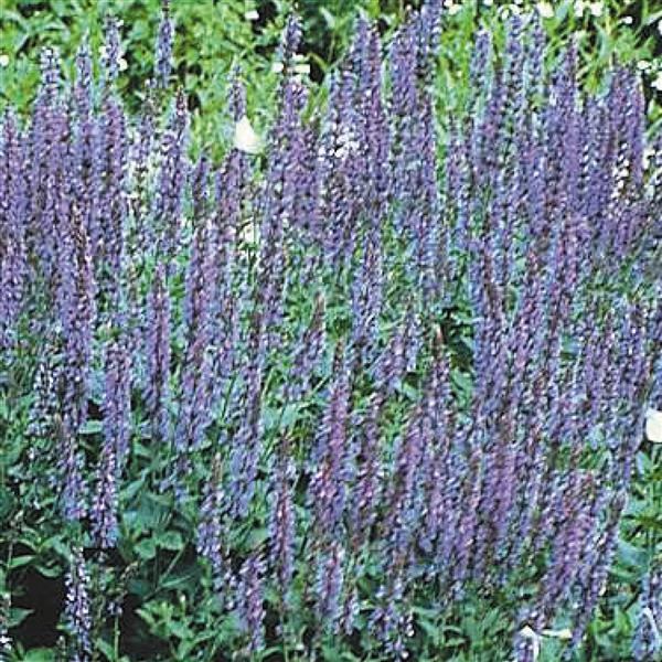 Salvia nemorosa East Friesland - Bloom