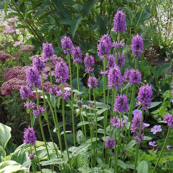 Stachys monnieri Hummelo - Bloom