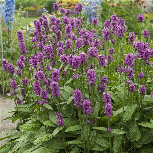 Stachys monnieri Hummelo - Garden