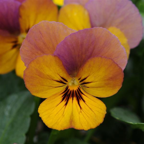 Viola Celestial™ Twilight - Bloom