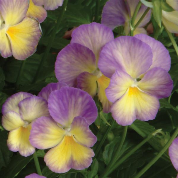 Viola Celestial™ Starry Night - Bloom
