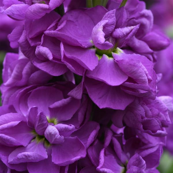 Tosca Blue Sea Matthiola