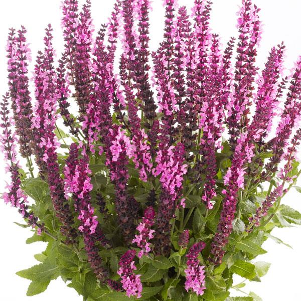 Salvia Sensation® Medium Deep Rose - Bloom