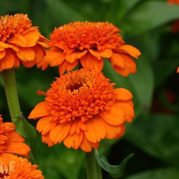 Zinderella Orange Zinnia