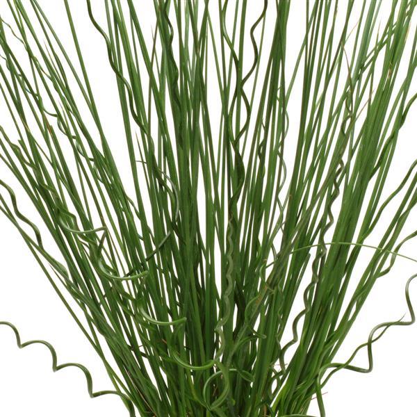 Grass Twisted Arrows Fuseables® - Bloom