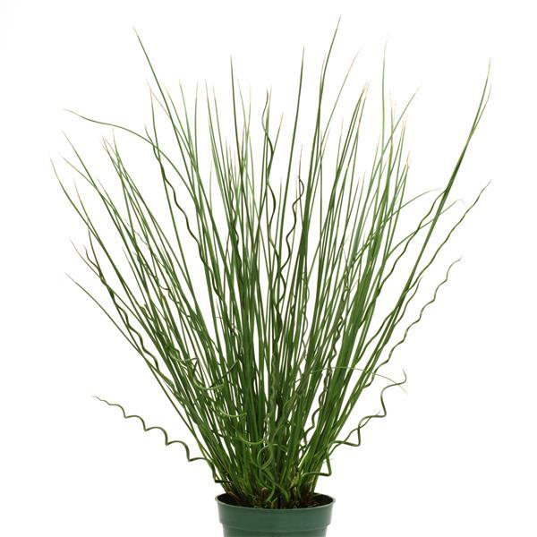 Grass Twisted Arrows Fuseables® - Container