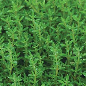 Summer Thyme - Bloom