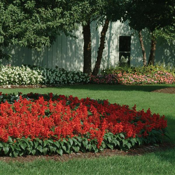 bestellen.buurman planten.nl 1/2 DAG WORKSHOP - GROENE VINGERS main image 0