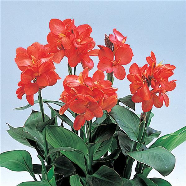 Tropical Salmon Canna - Bloom
