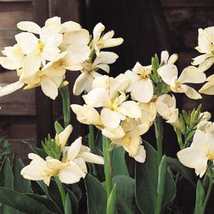 Tropical White Canna - Bloom