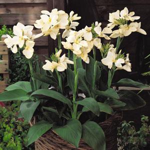 Tropical White Canna - Garden