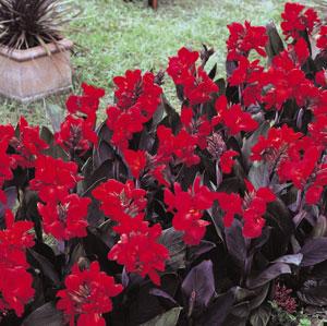 Tropical Bronze Scarlet Canna - Garden