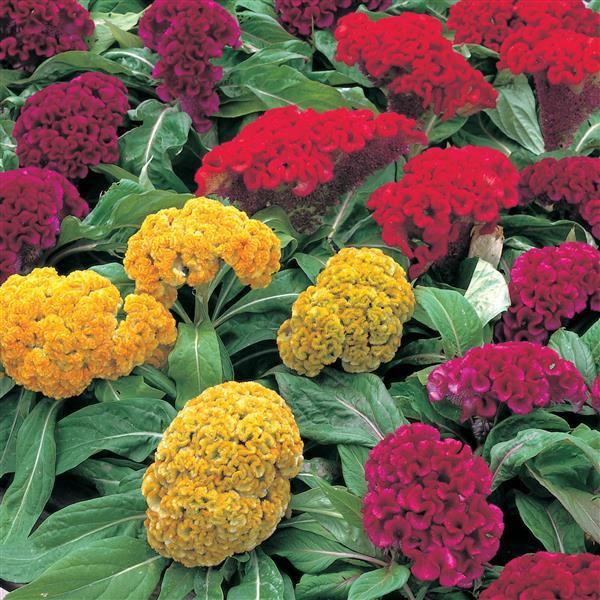 Armor/Amigo Mix - Celosia