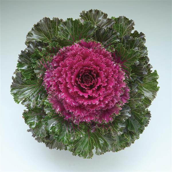 Crystal Red Flowering Kale - Bloom