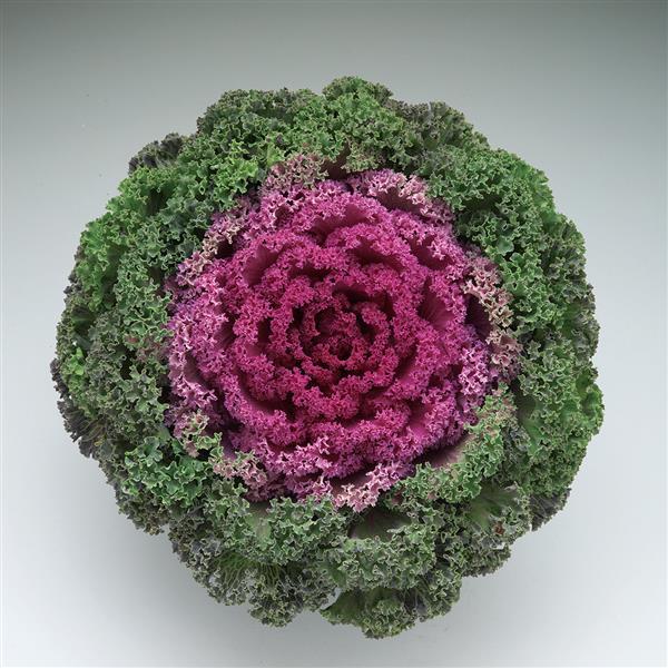 Kamome Bright Red Flowering Kale - Bloom