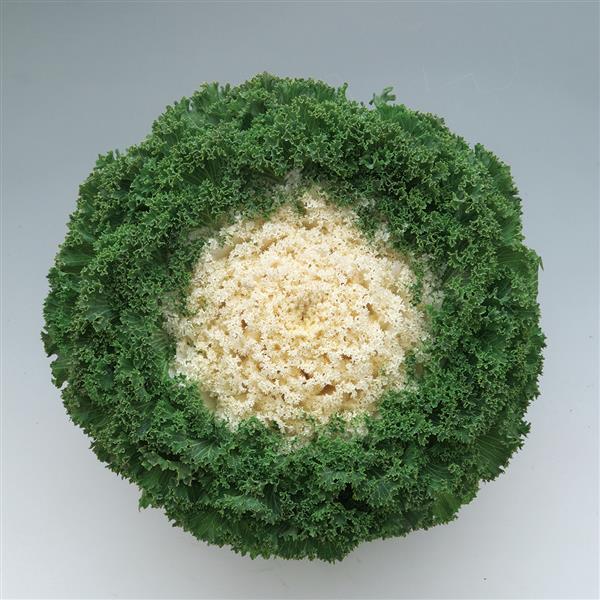 Kamome Bright White Flowering Kale - Bloom