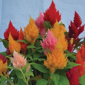 Kimono Mix Celosia - Bloom