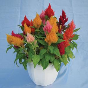 Kimono Mix Celosia - Container