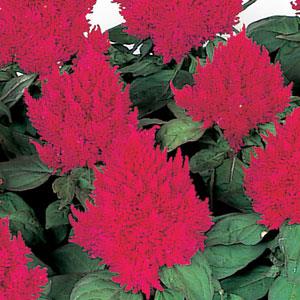 Kimono Rose Celosia - Bloom
