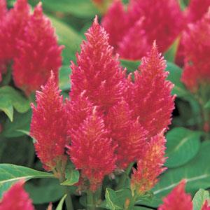Kimono Salmon Pink Celosia - Bloom