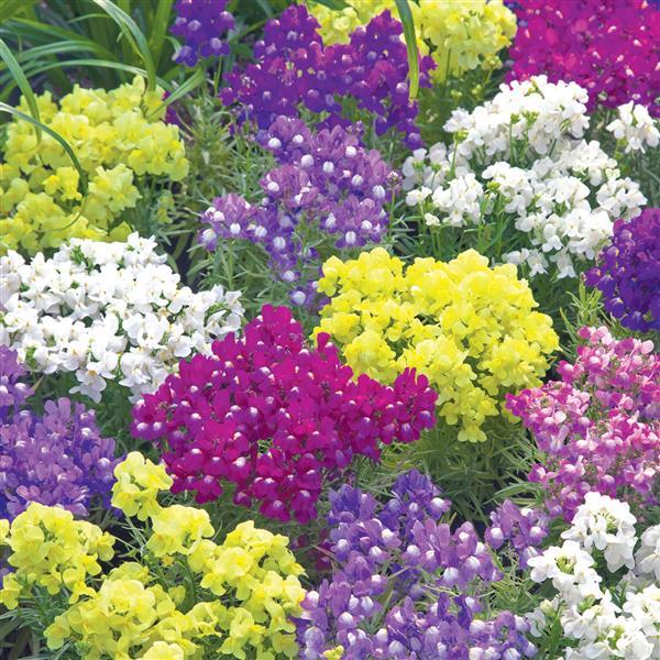 Fantasista Mix Linaria