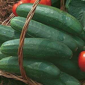 Bush Champion Cucumber - Bloom