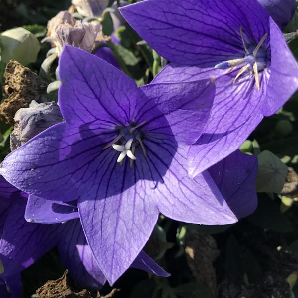 Platycodon Twinkle Blue - Bloom